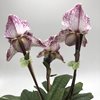 Paph. Iona (bellatulum x fairrieanum) .